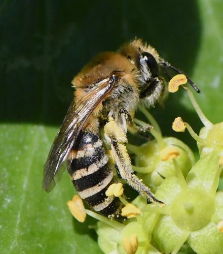Réf. 241 227 : Colletes hederae